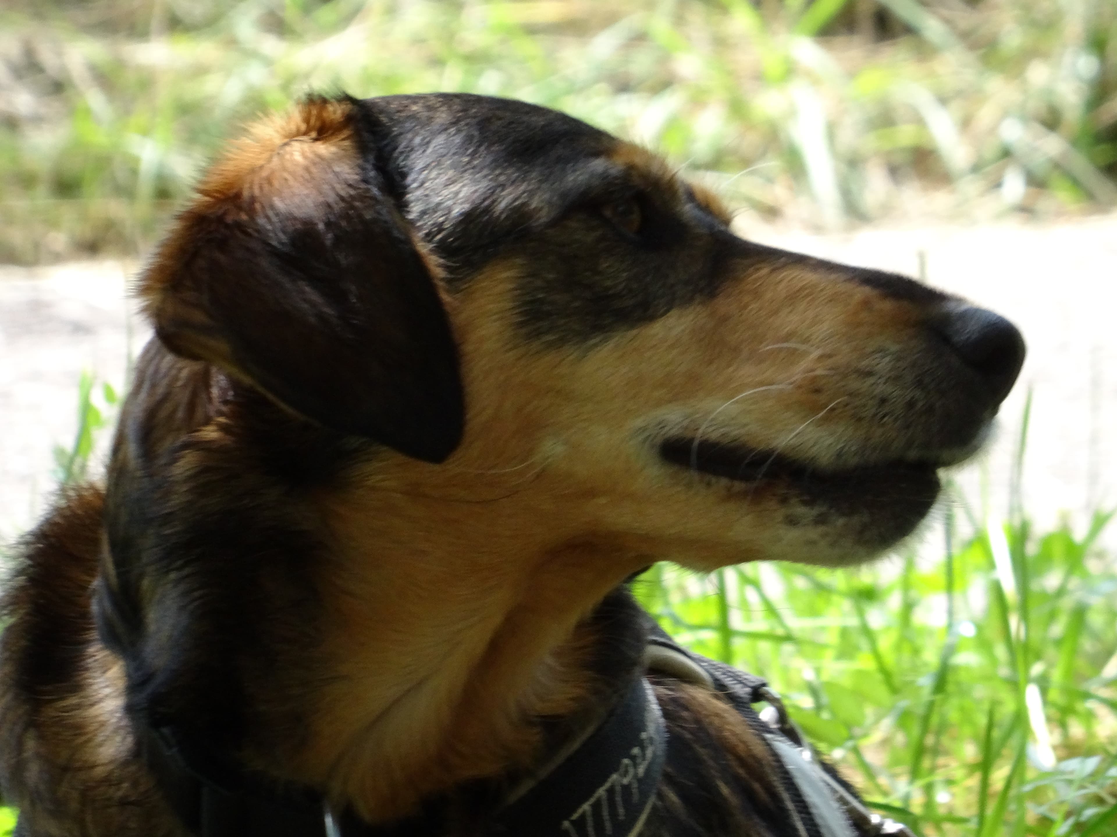 Ankommen & Durchatmen: Dein Tierschutzhund im Alltag