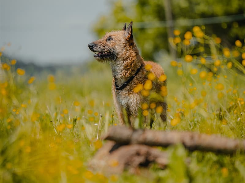 Jagdkontrolltraining