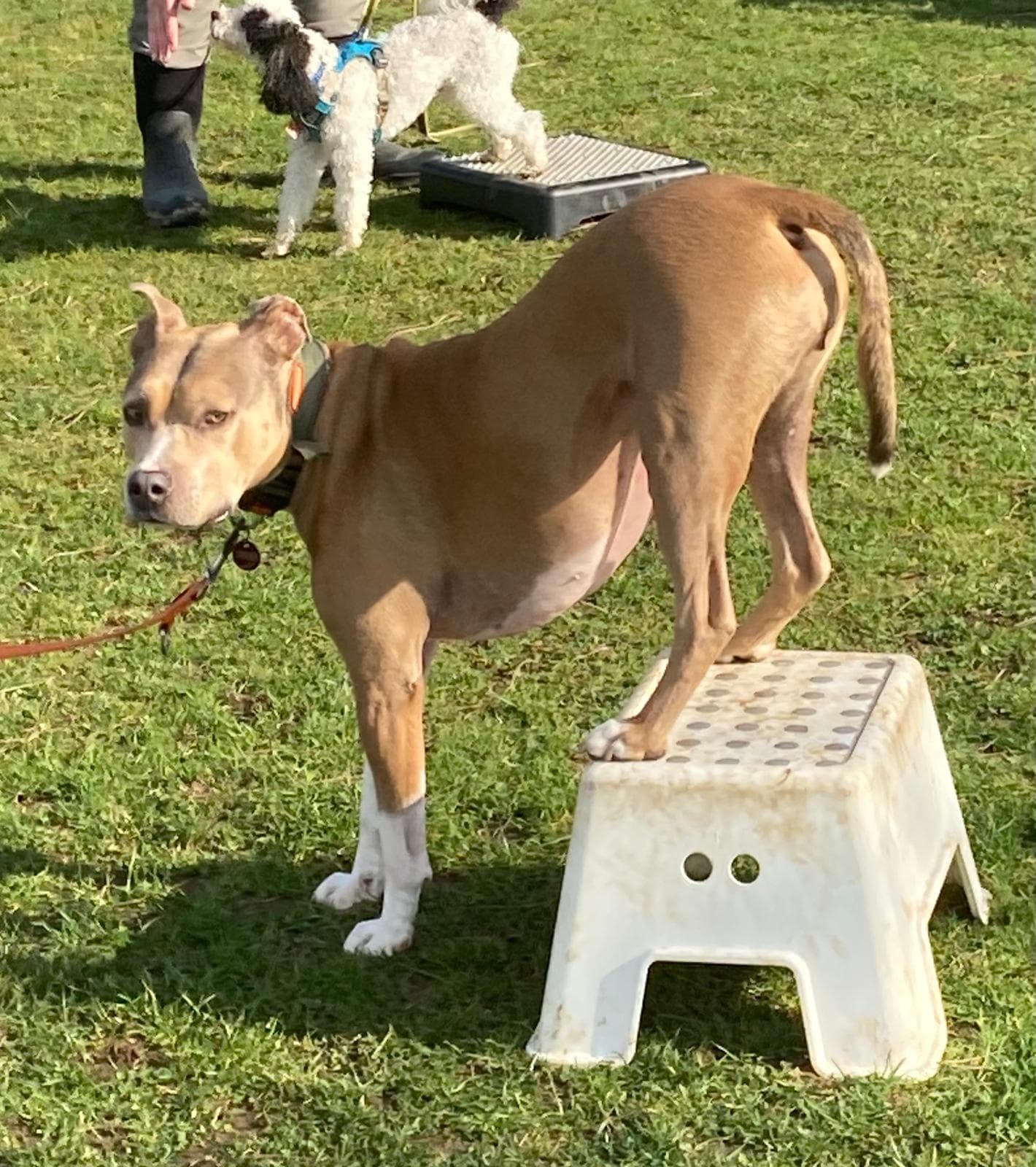 Minddog
