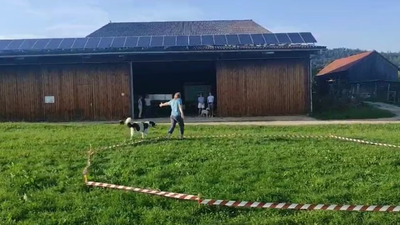 Longieren für Fortgeschrittene