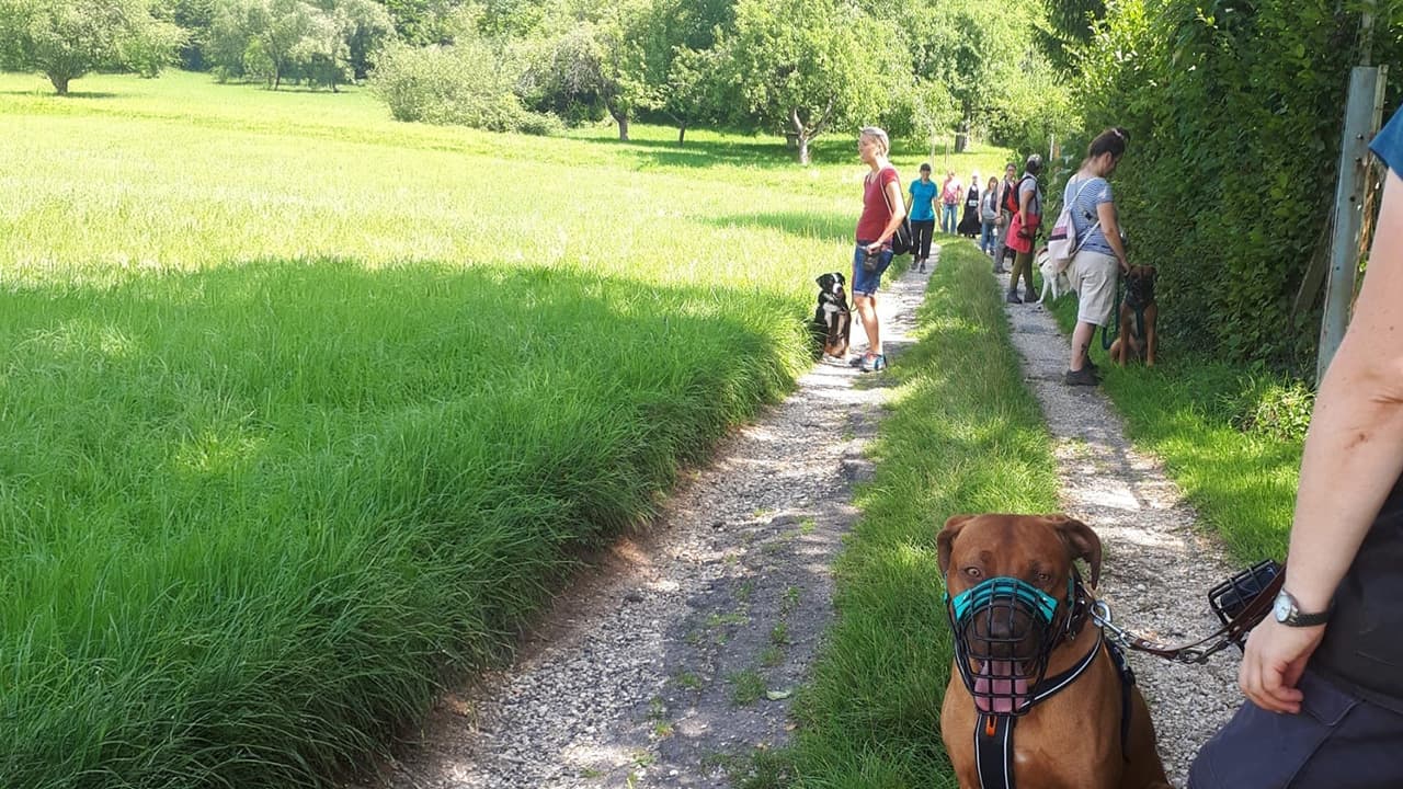 Social Walk
