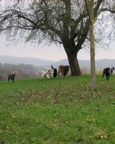Themenabend „Körpersprache und Ausdrucksverhalten unserer Vierbeiner“