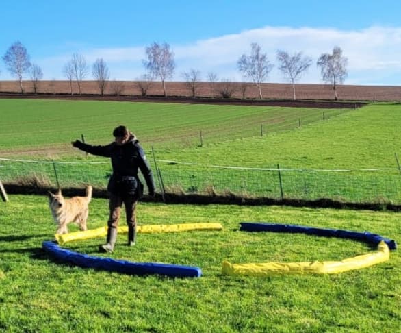 Longieren (Einsteiger & Fortgeschrittene)