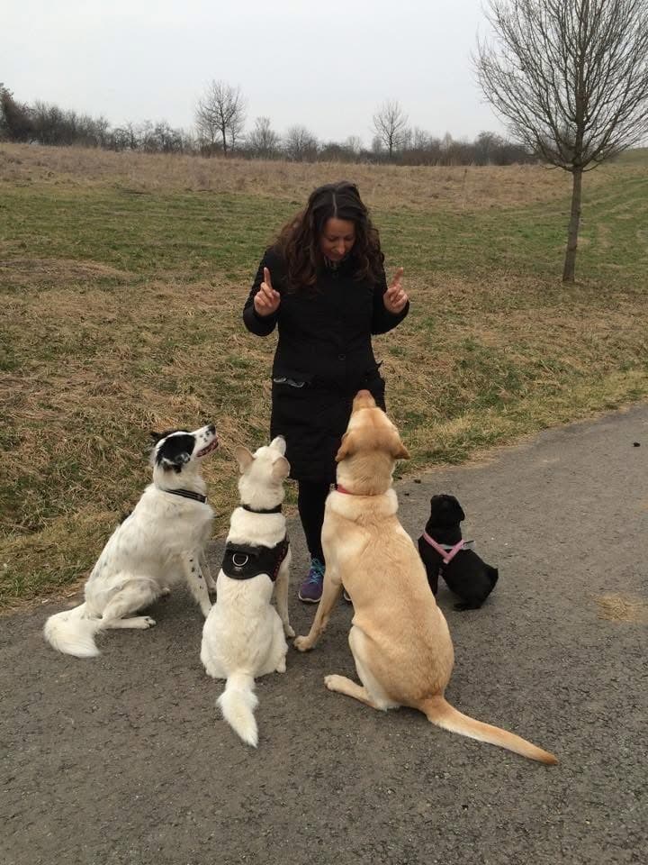 Mehrhundehalter: Mehrere Hunde unter einem Dach