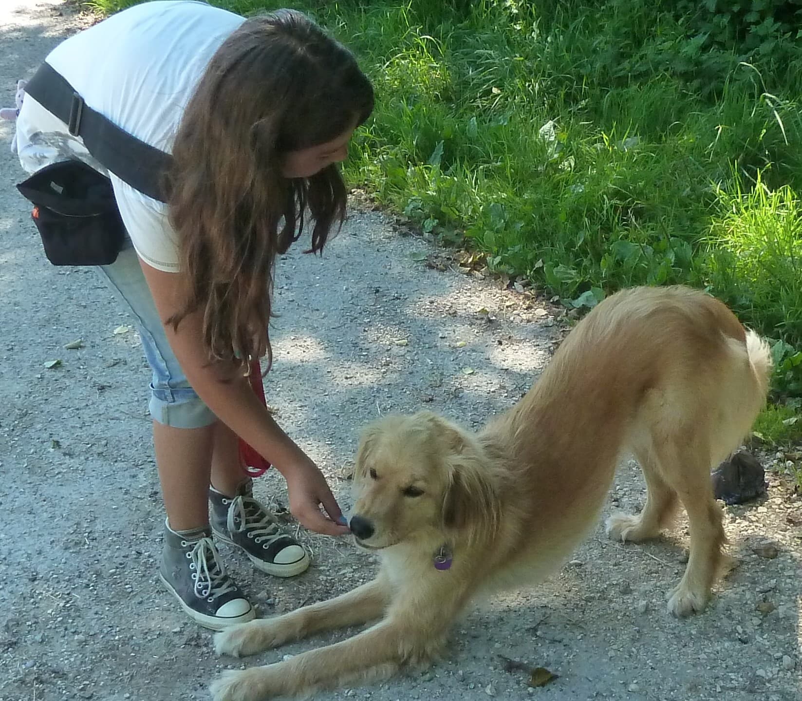 Besuchs-Schulhundeausbildung