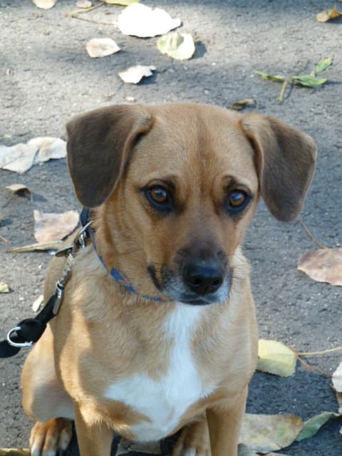 Charaktereinschätzung - Wie tickt mein Hund?