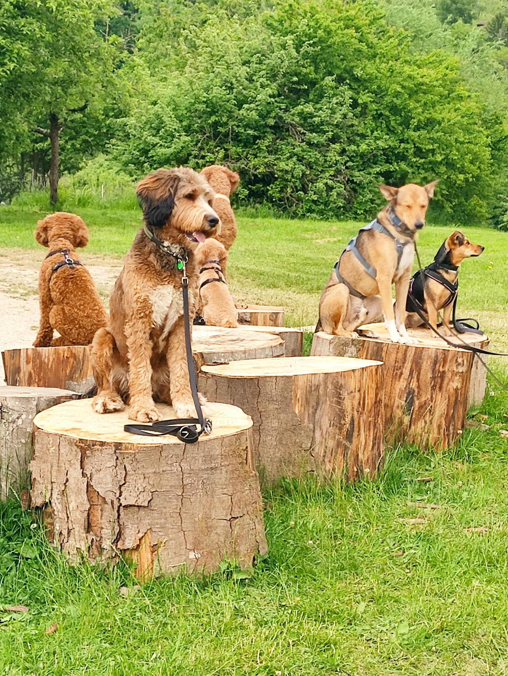 Minddog - erlebe, wie dein Hund und du ein Team werdet!