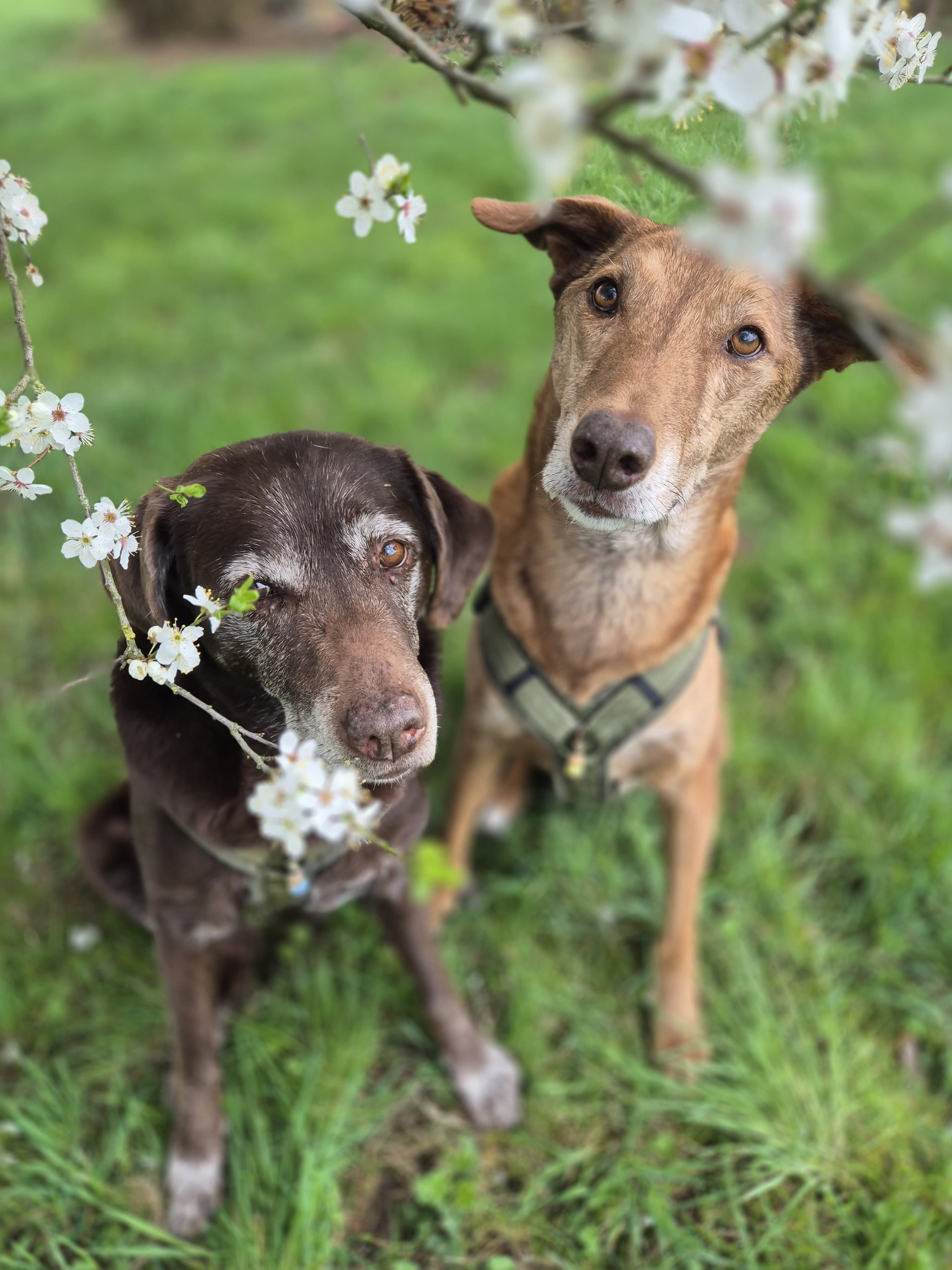 Beschäftigung geistige und körperliche Aufgaben für Hundesenioren, hibbelige Hunde und Angsthasen (offene Gruppe)