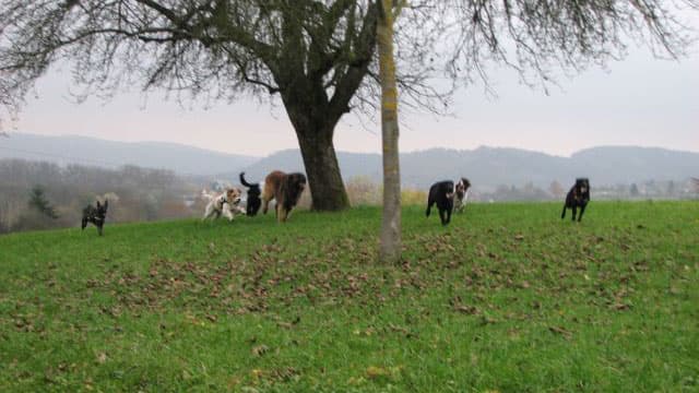 Themenabend „Körpersprache und Ausdrucksverhalten unserer Vierbeiner“