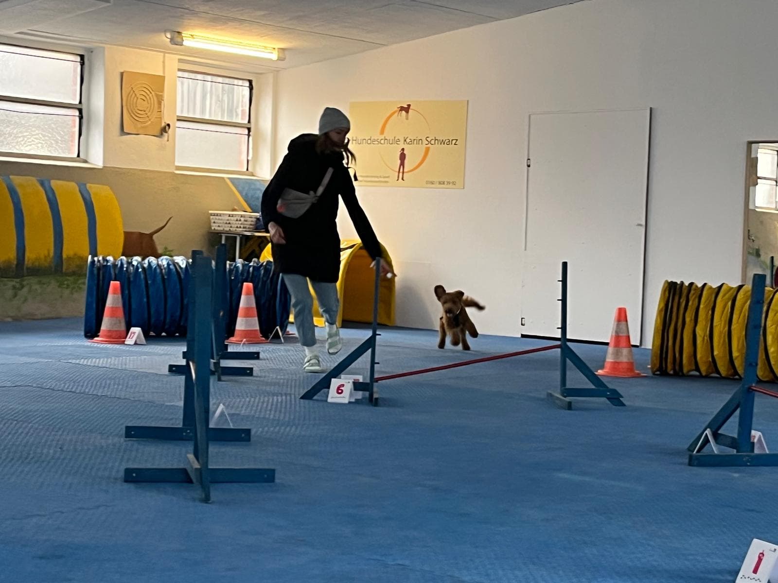 Agility (Beginner)