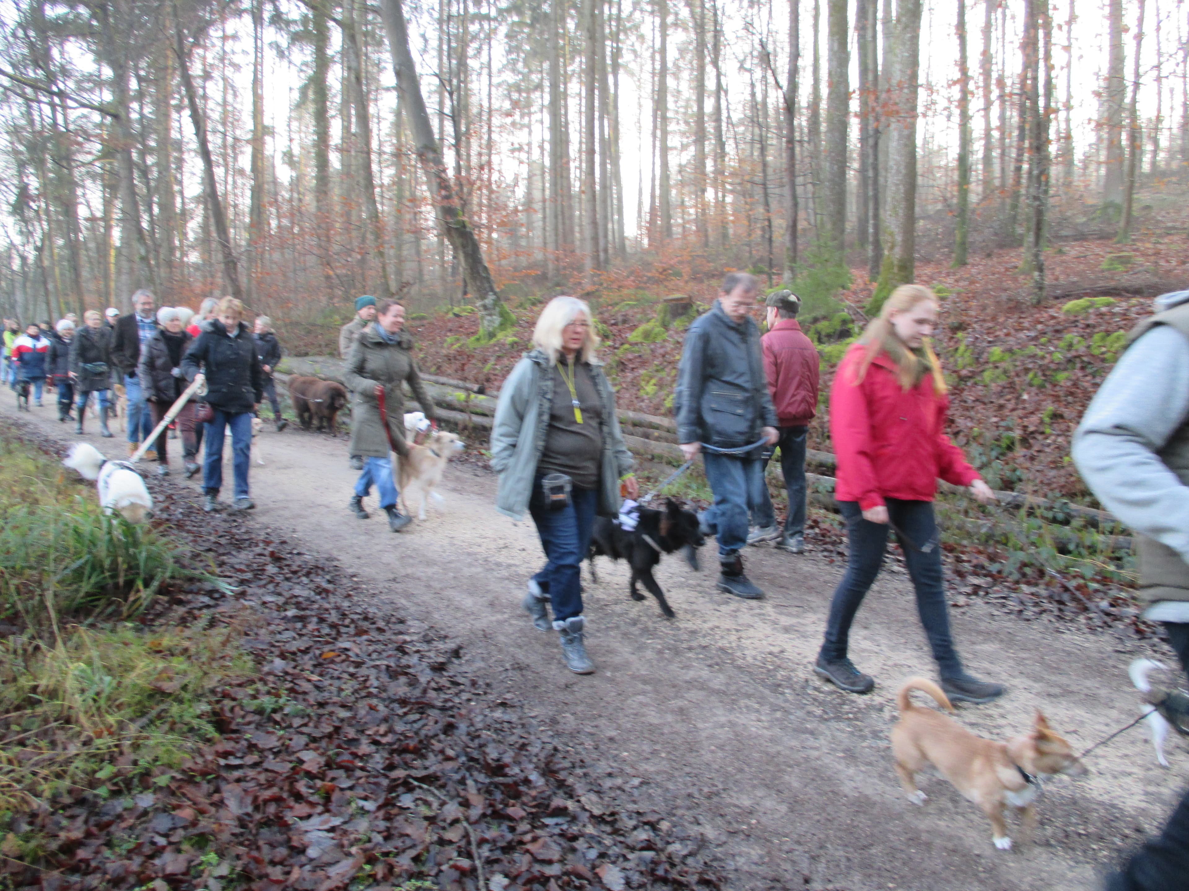 Gemeinsamer geselliger Spaziergang (Beschäftigung & Wissenswertes)