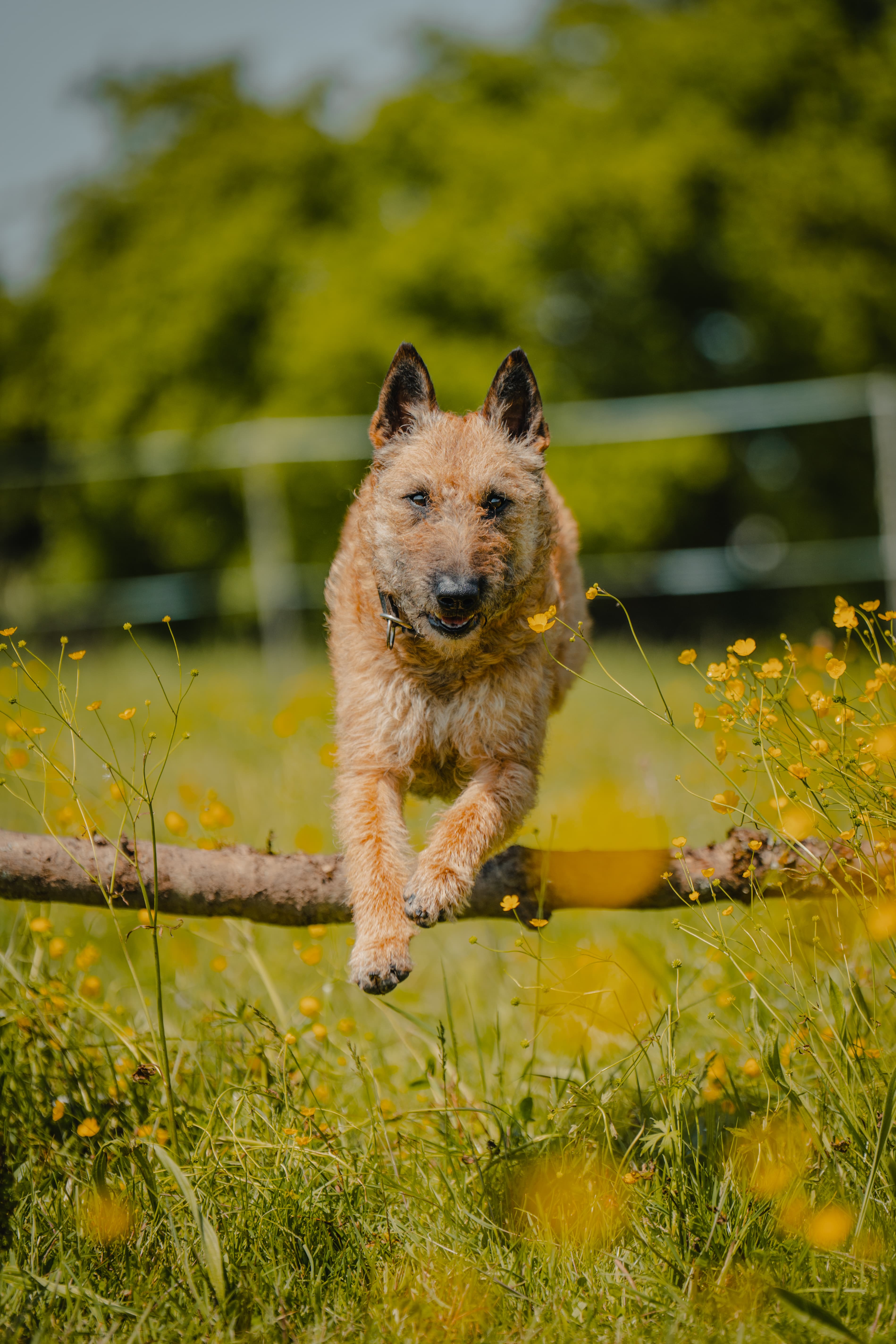 Sportstunde für alle Hunde, die neben anderen Hunden arbeiten können.