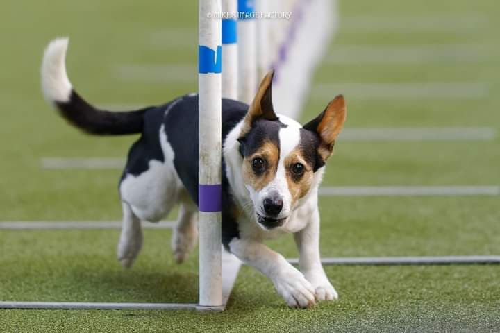 Agility Jumping