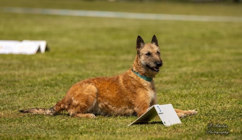 Rally Obedience (Beginner)