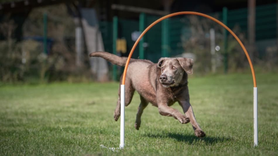 Hoopers – Schnupperworkshop