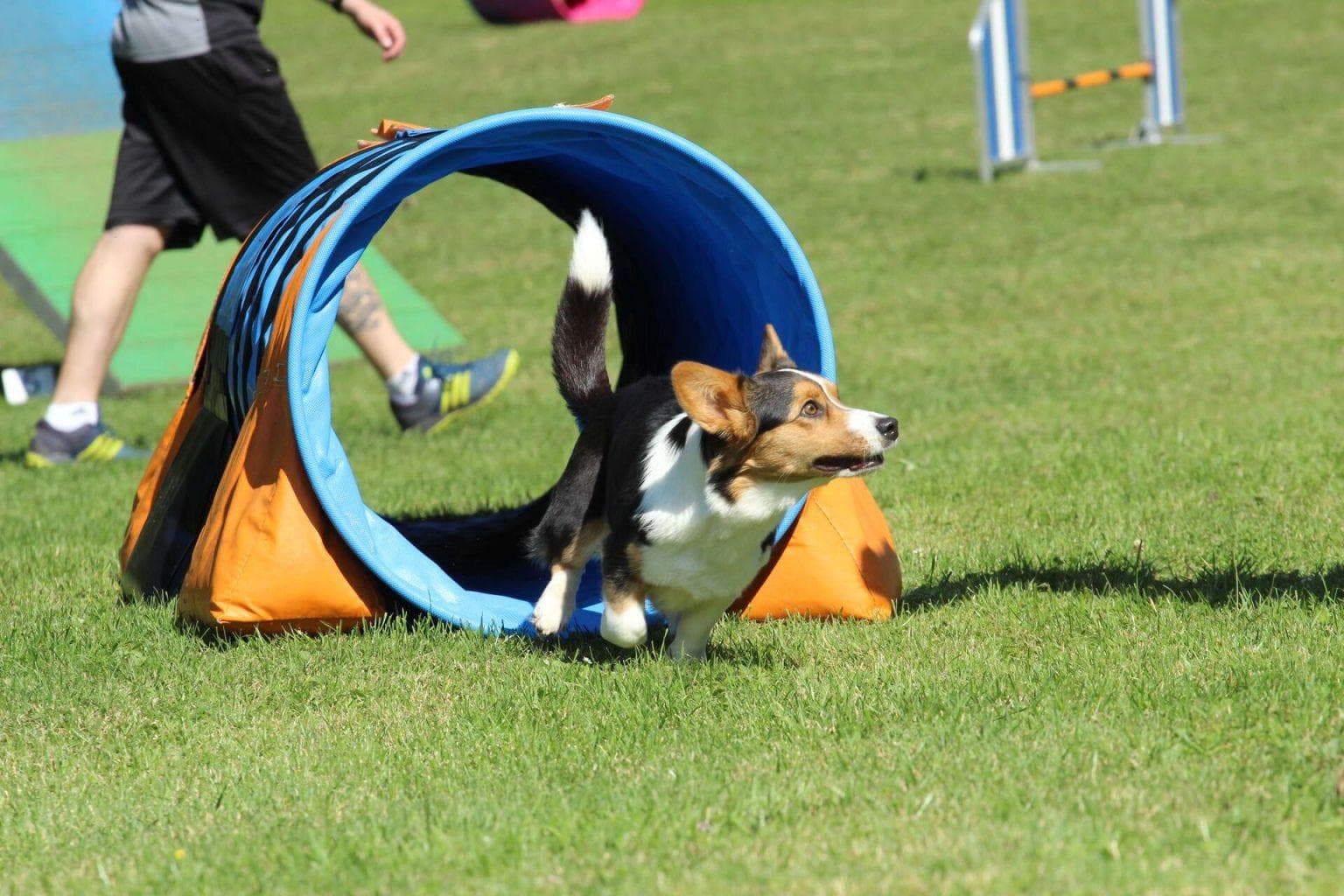 Agility Jumping