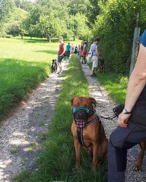 Social Walk
