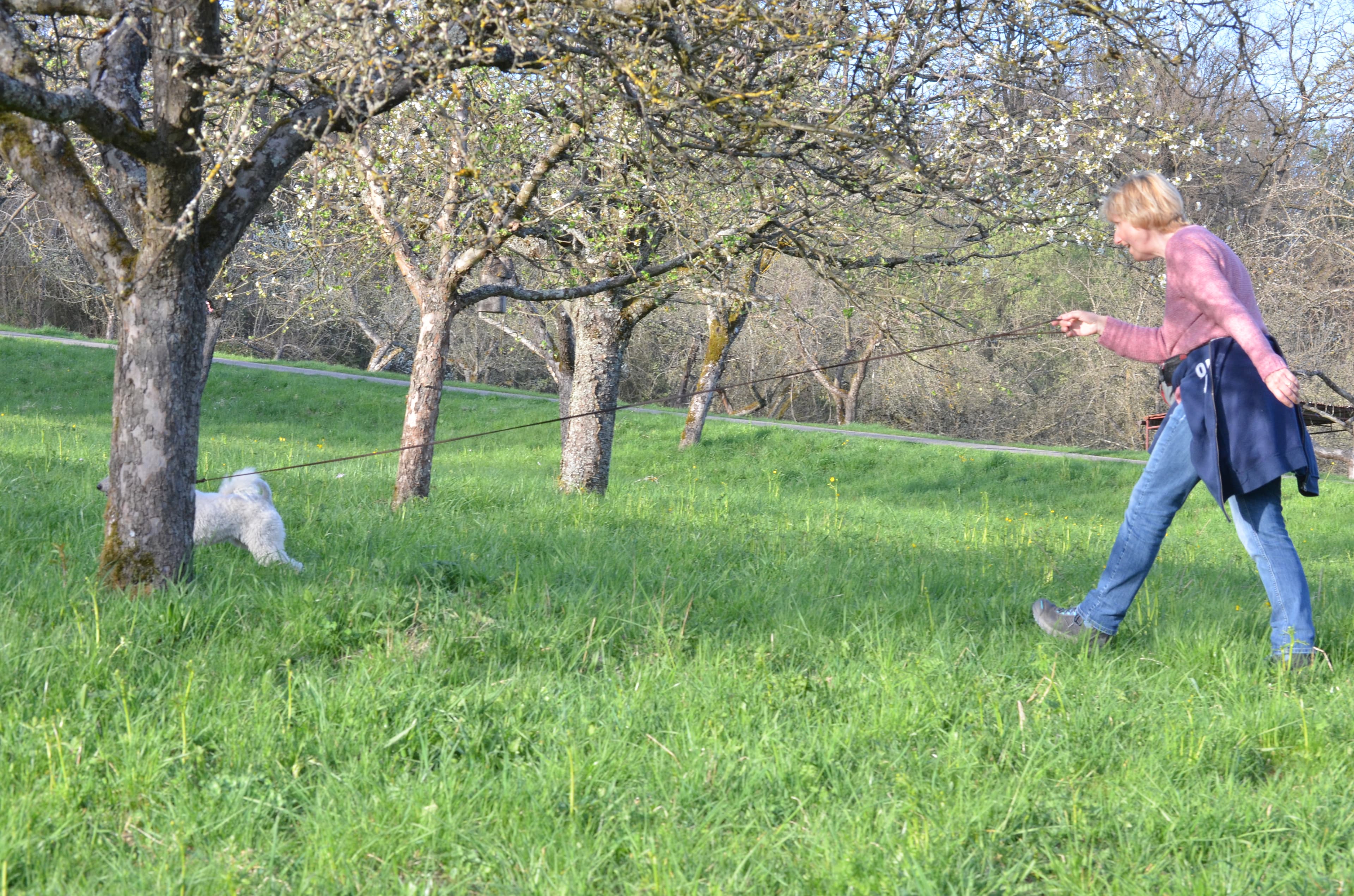 Schleppleinentraining - das richtige Handling