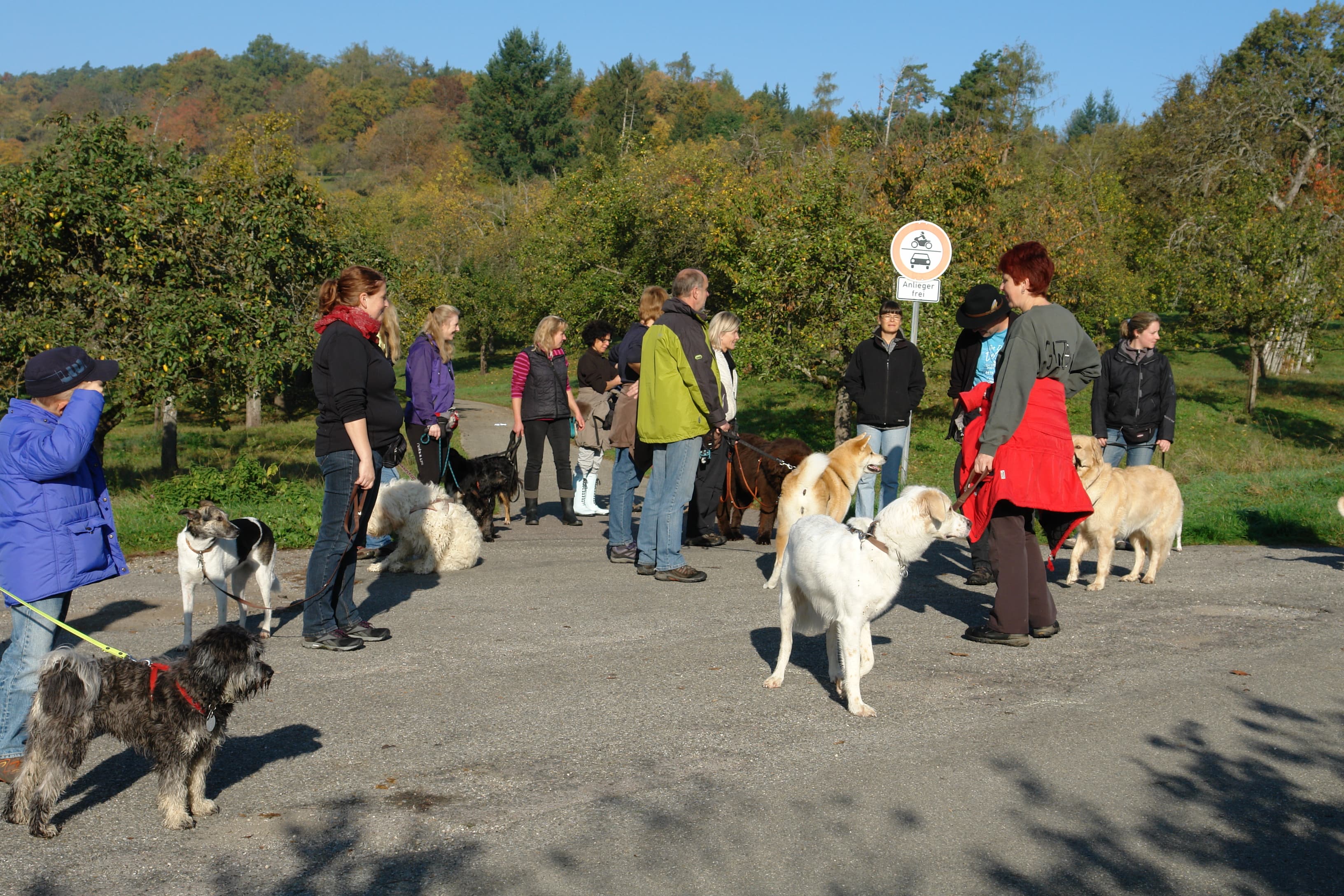 Begegnungstraining für alle Mensch-Hunde-Teams – entspannt mit anderen Hunden spazieren gehen (Leinenspaziergang)