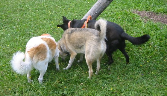 Giftködertraining