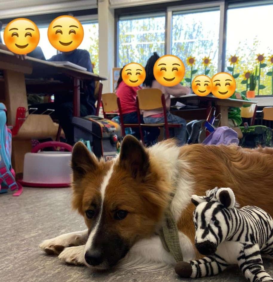 Neuer Lehrgang im Frühjahr 2025 zur Besuchs- Schulhundeausbildung.