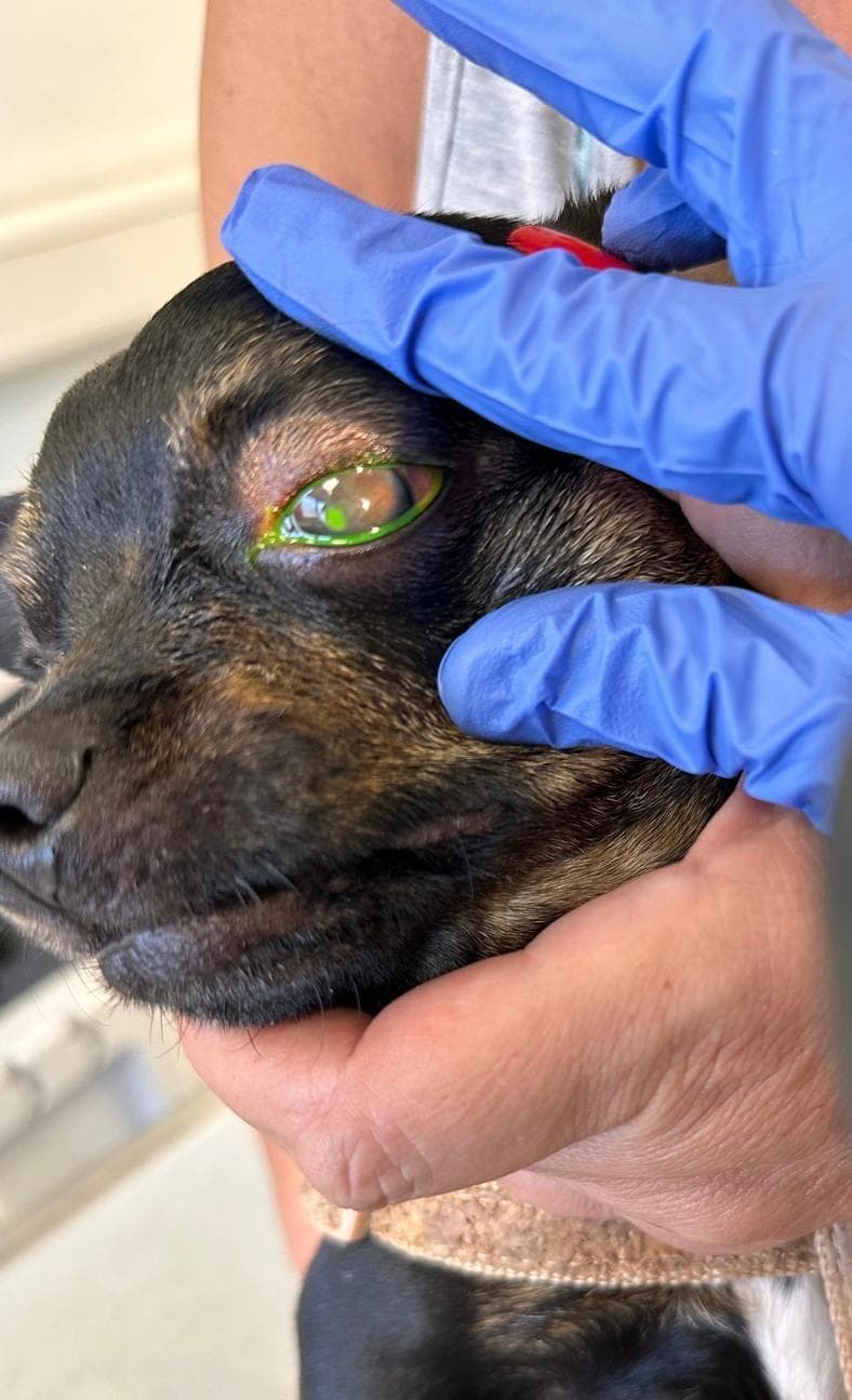 Gesundheitskurs - Hundegesundheit von A wie Allergie bis Z wie Zecken