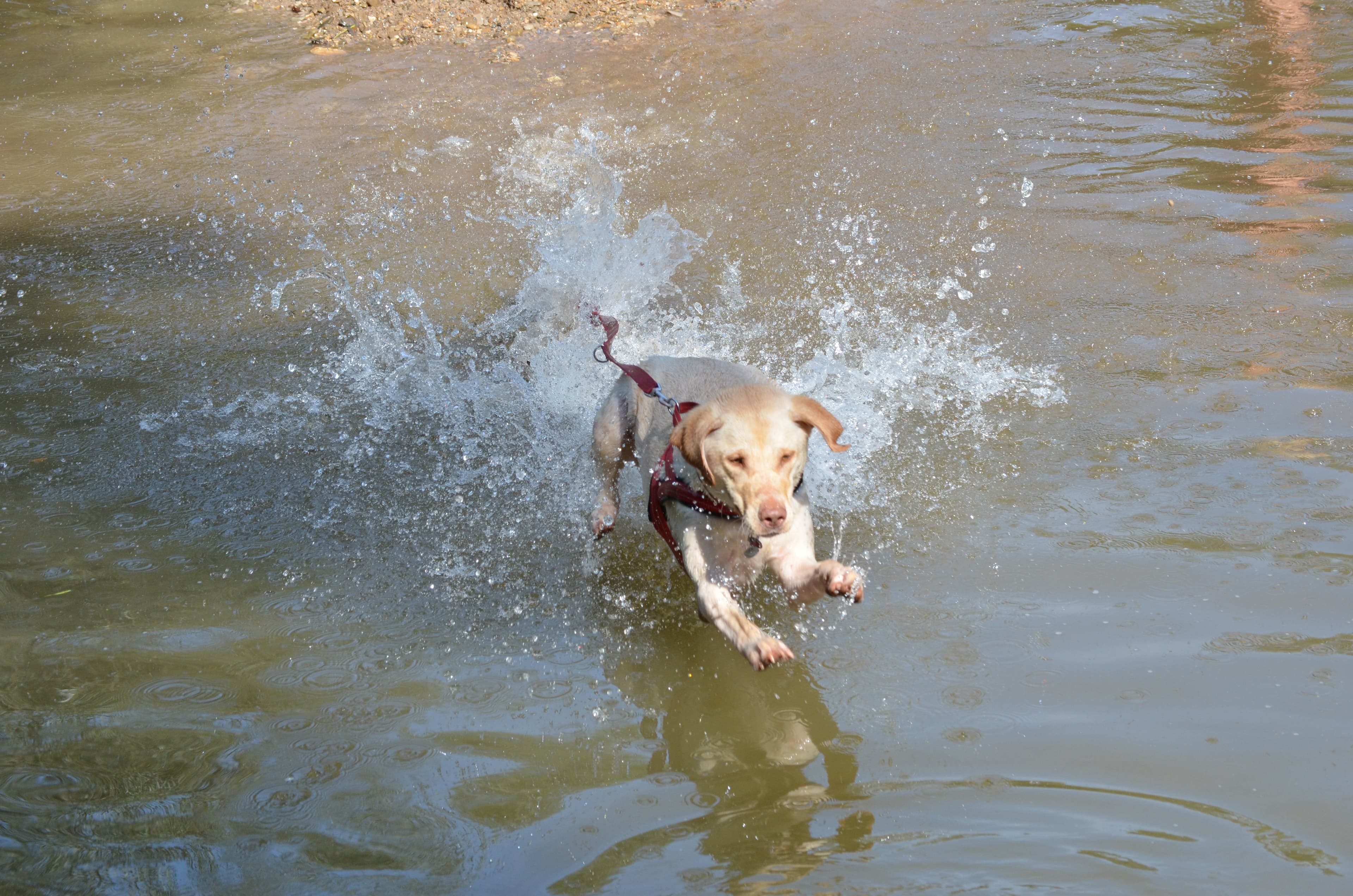 Mantrailing im Wasser