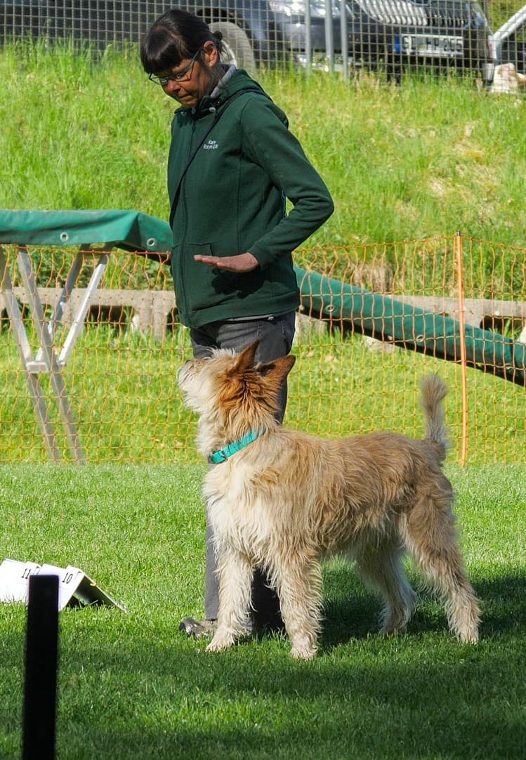 Rally Dogdance - Tricks, Teamwork, Bewegung + Spaß! Und das alles in einer Stunde? Na klar. Titelbild