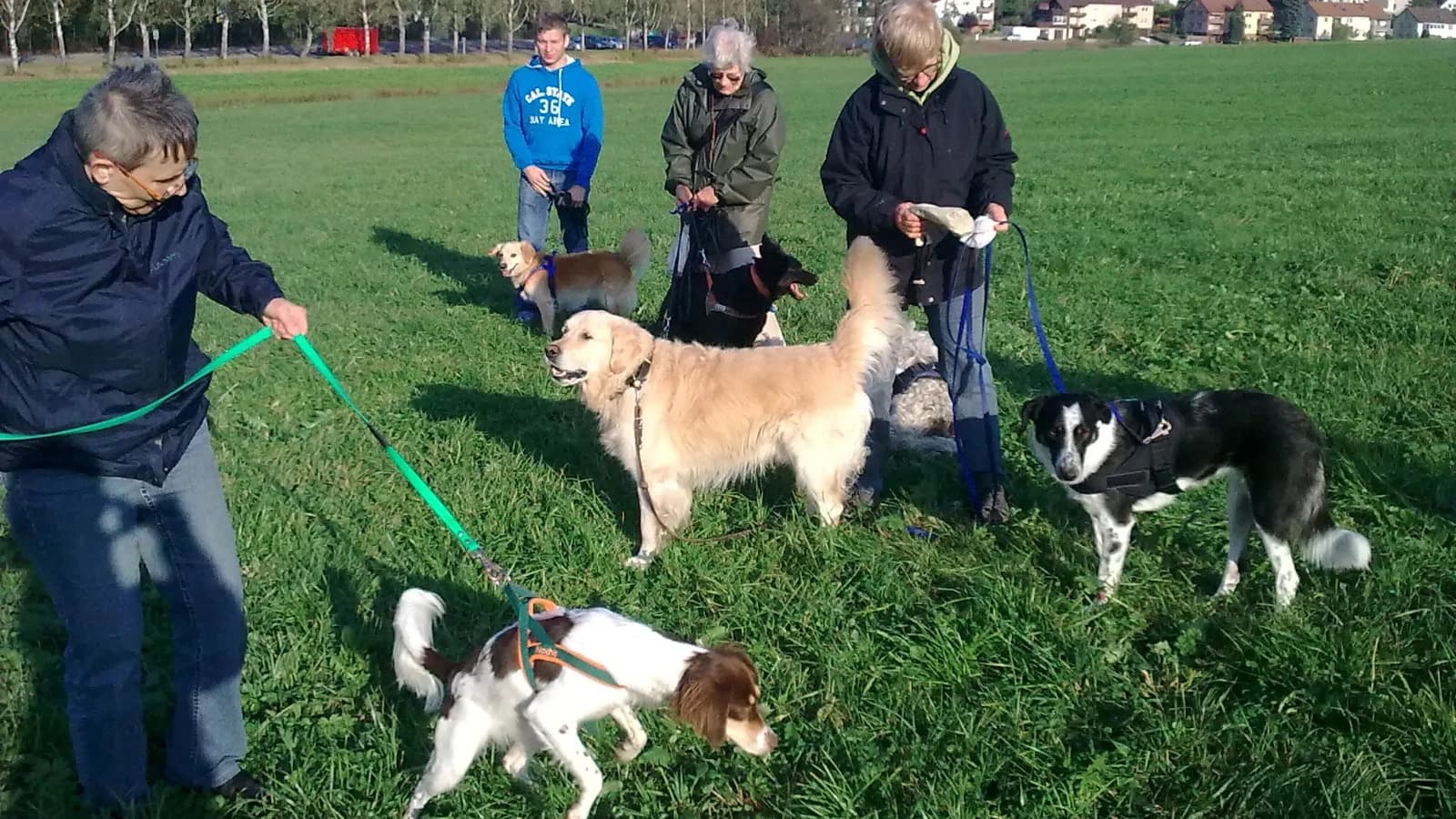 Offene Gruppe Junghundetraining mit Britta