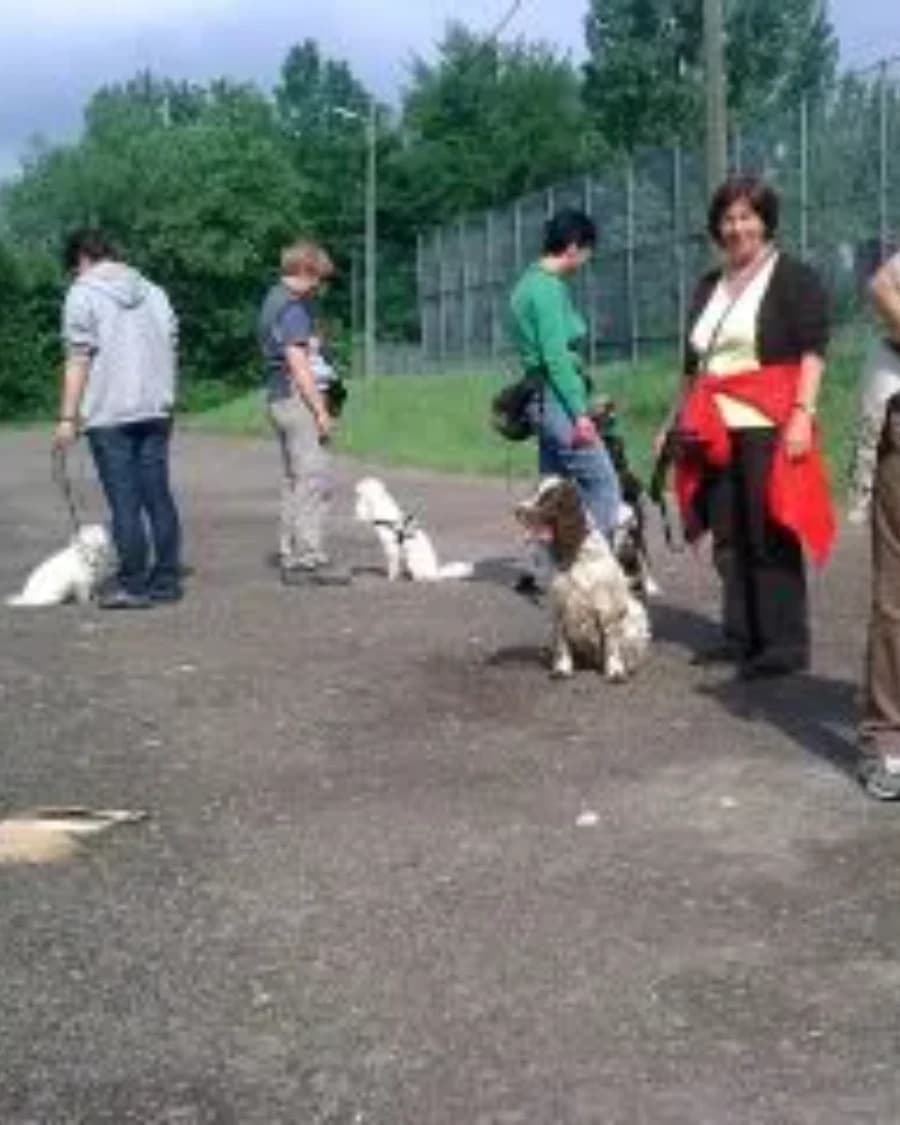Offene Gruppe Junghundetraining mit Britta